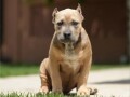 xl-americki-buli-stenci-xl-american-bully-small-2