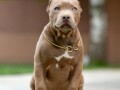 xl-americki-buli-stenci-xl-american-bully-small-0