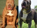 xl-americki-buli-stenci-xl-american-bully-small-3