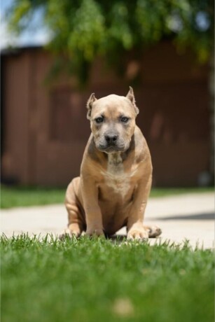 xl-americki-buli-stenci-xl-american-bully-big-2