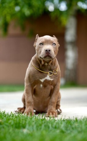 xl-americki-buli-stenci-xl-american-bully-big-0