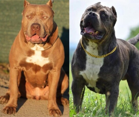 xl-americki-buli-stenci-xl-american-bully-big-3