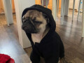 mops-small-2