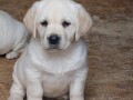 labrador-retriver-small-0