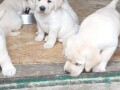 labrador-retriver-small-3