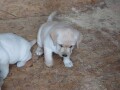 labrador-retriver-small-4