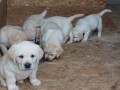 labrador-retriver-small-2