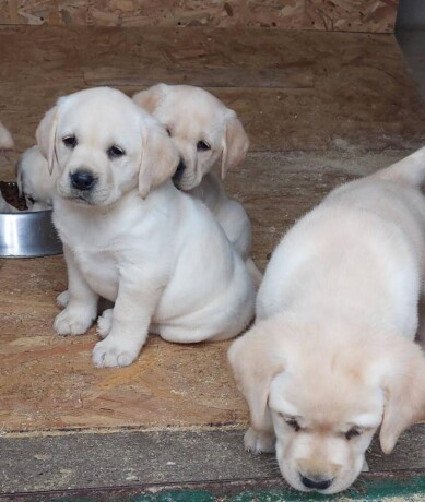 labrador-retriver-big-1