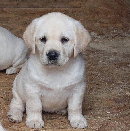 labrador-retriver-big-0