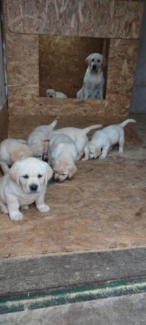 labrador-retriver-big-2