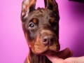 doberman-prelepi-stenci-small-4