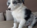 border-koli-collie-stenci-small-4