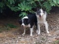 border-koli-collie-stenci-small-0