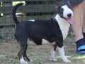 mini-bull-terijer-stenci-miniature-bull-terrier-small-4