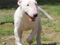 mini-bull-terijer-stenci-miniature-bull-terrier-small-1