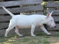 mini-bull-terijer-stenci-miniature-bull-terrier-small-0