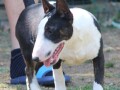 mini-bull-terijer-stenci-miniature-bull-terrier-small-3