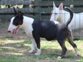 mini-bull-terijer-stenci-miniature-bull-terrier-small-2