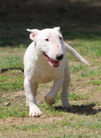 mini-bull-terijer-stenci-miniature-bull-terrier-big-1