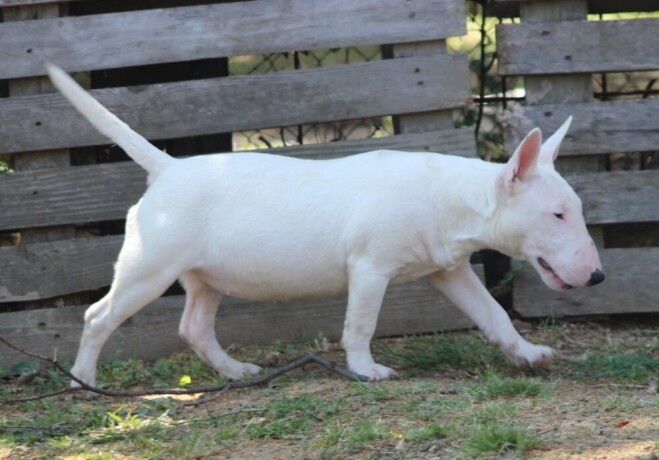 mini-bull-terijer-stenci-miniature-bull-terrier-big-0