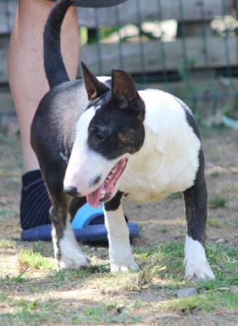 mini-bull-terijer-stenci-miniature-bull-terrier-big-3