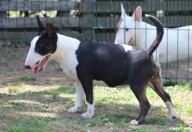 mini-bull-terijer-stenci-miniature-bull-terrier-big-2