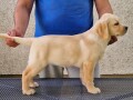 labrador-retriver-small-1