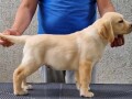 labrador-retriver-small-3