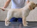 labrador-retriver-small-2