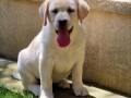 labrador-retriver-small-4