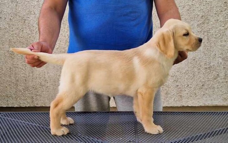 labrador-retriver-big-1