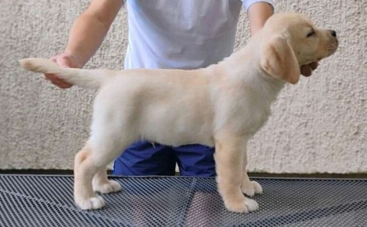 labrador-retriver-big-2