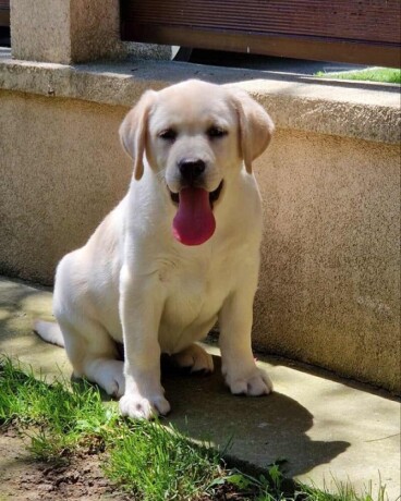 labrador-retriver-big-4