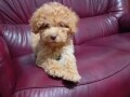 maltipoo-small-4