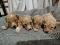 maltipoo-small-3