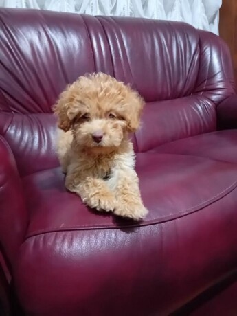 maltipoo-big-4