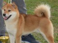 shiba-inu-stenci-small-3