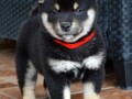 shiba-inu-stenci-small-1