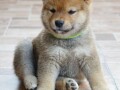 shiba-inu-stenci-small-4