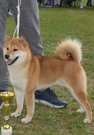 shiba-inu-stenci-big-3