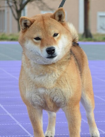 shiba-inu-stenci-big-2