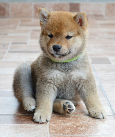 shiba-inu-stenci-big-4