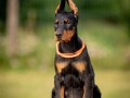 doberman-prelepi-stenci-small-4