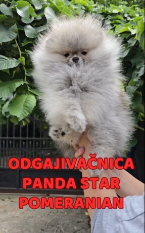 pomeranac-boo-medvedici-akcija-big-2