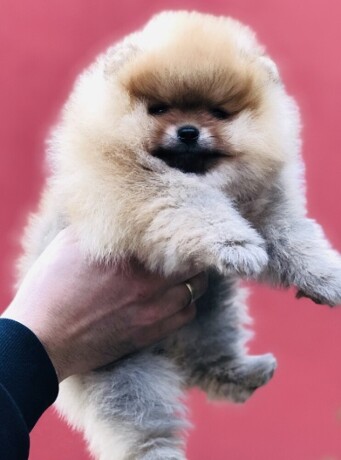 pomeranac-pomeranian-boo-stenci-big-0