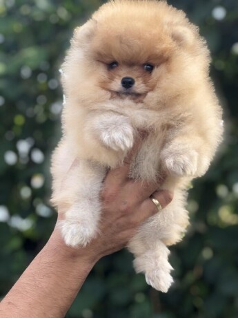 pomeranac-pomeranian-boo-stenci-big-2