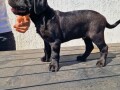 cane-corso-prelepi-stenci-small-1