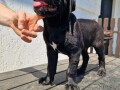 cane-corso-prelepi-stenci-small-4