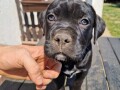 cane-corso-prelepi-stenci-small-3