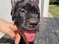 cane-corso-prelepi-stenci-small-2